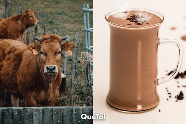 Millones de personas creen que la leche con chocolate viene de vacas cafés